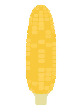 Hand-drawn corn cob with peeled husk vector icon, bright yellow kernels arranged in neat rows on a pale stubby base, isolated illustration for farm produce and food design