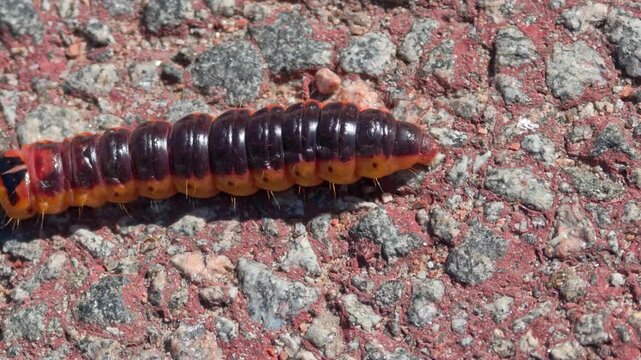 Close up of an orange and black caterpillar crawling on a rocky surface in nature, wildlife macro detail, insect in the wild, natural outdoor scene.