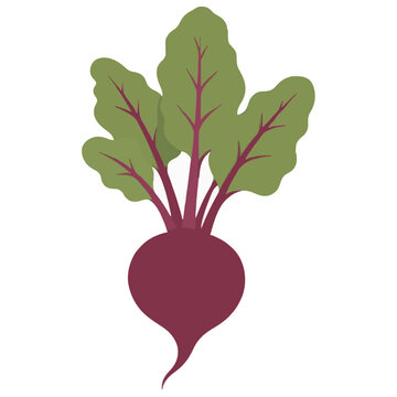 Hand-traced vector illustration of a whole beetroot with leafy green tops and deep burgundy root, featuring stylized magenta stems and veins in a flat, organic design style
