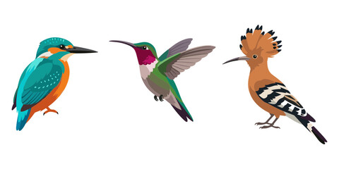Fototapeta premium Set of three colorful wild birds, kingfisher, hummingbird, and hoopoe wildlife