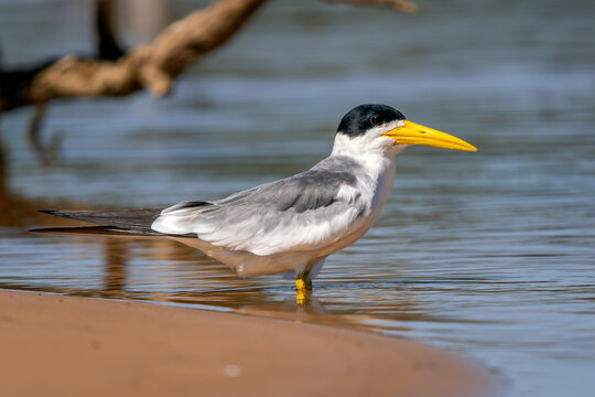 Large-billed Tern - Phaetusa simplex, beautiful large tern native to the waters of South America, Pantanal, Brazil.