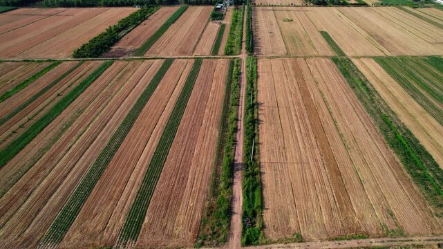 Aerial shot of structured agricultural farmland with parallel crop strips and intersecting rural paths.
