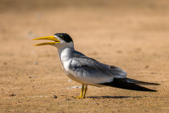 Large-billed Tern - Phaetusa simplex, beautiful large tern native to the waters of South America, Pantanal, Brazil.