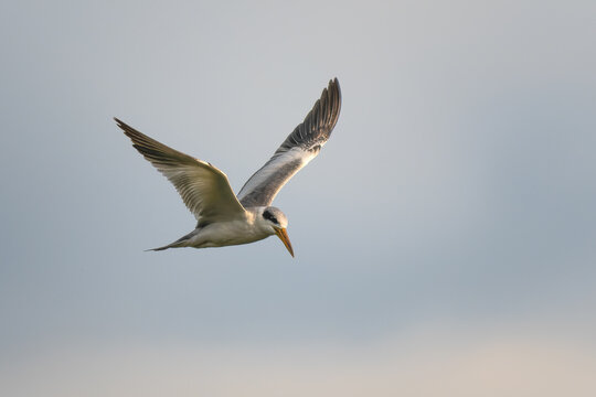 Large-billed Tern - Phaetusa simplex, beautiful large tern native to the waters of South America, Pantanal, Brazil.