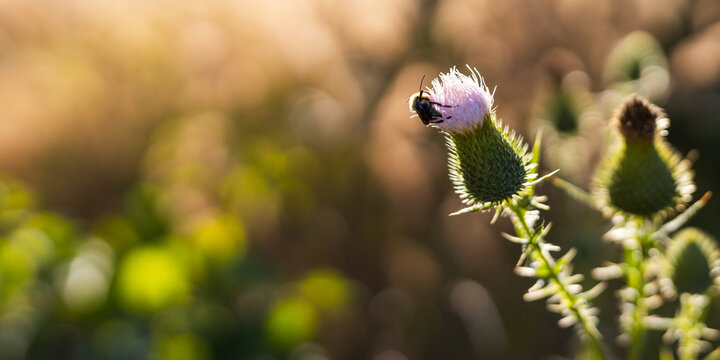 Thistle flower with bee on purple bloom during golden hour for nature background and wildlife macro poster design