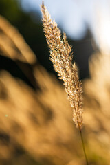 Fototapeta premium Single golden grass seedhead closeup with warm sunlight for nature detail wallpaper and botanical background