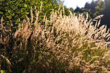 Fototapeta premium Backlit golden meadow grasses in warm sunlight for nature background and outdoor banner design
