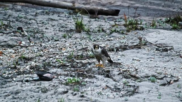 Goshawk walks towards dead dove
