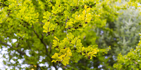 Fototapeta premium Panoramic branch of bright chartreuse leaves with seed pods for wide landscape background and wallpaper