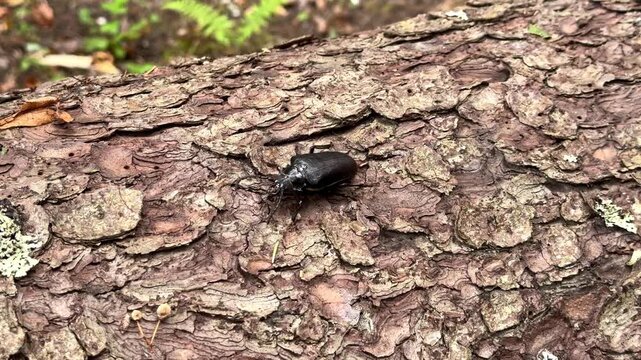 Close-up view of rough tree bark texture with natural patterns and a small insect. detailed nature macro, organic surface texture, forest wildlife habitat.