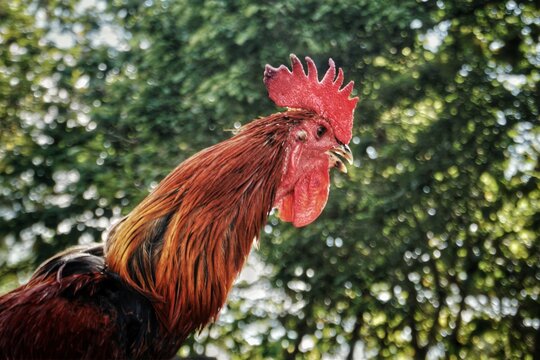 rooster crowing with bokeh background