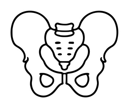 Hand-traced vector line illustration of a human pelvis skeletal bone anatomy icon featuring symmetrical iliac wings, sacrum, and obturator foramina in minimalist outline