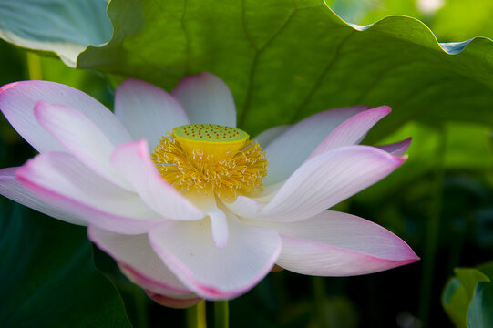 蓮の花