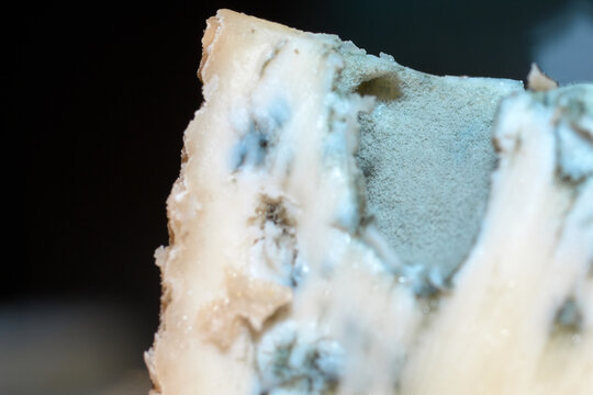 Macro close-up shot of creamy gorgonzola blue cheese showing the internal blue mold veining