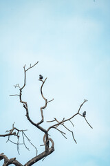 Fototapeta premium Bare twisted tree branches with two small perching birds silhouetted against a pale blue sky, minimal composition