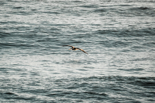 Seabird flying low over choppy open ocean waves under overcast sky, lone bird gliding above grey sea horizon