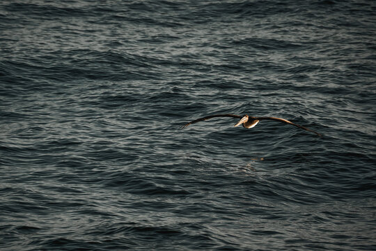 Solitary seabird gliding low over dark choppy ocean waves with moody lighting and expansive negative space