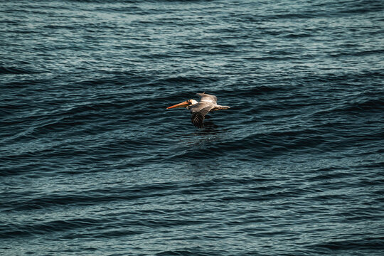 Brown pelican gliding low over choppy deep-blue ocean waves, seabird skimming the water surface at dusk