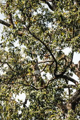 Fototapeta premium Looking up into a leafy tree canopy with textured trunk and sunlit branches against bright sky