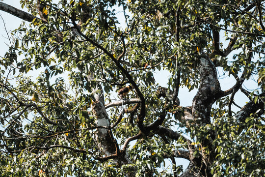 Dense broadleaf tree canopy with twisted branches and dappled sunlight filtering through green foliage