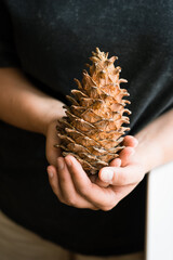 Person holding a sugar pine cone with hands in a natural setting   © Maria A