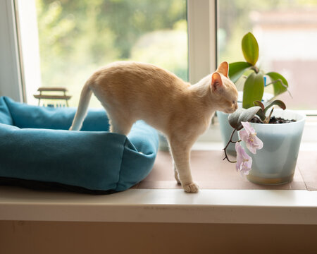 Cream Burmese kitten sniffing orchid on windowsill in bright room  