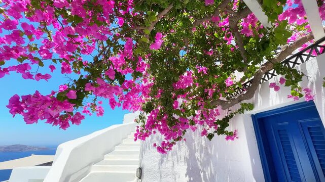 Santorini island, Greece. White architecture with blue door and blooming pink flowers. Travel and summer vacation concept. 
