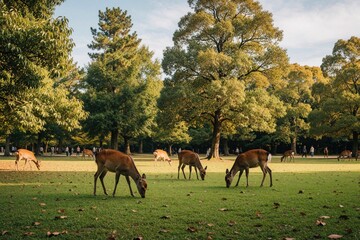 Fototapeta premium Wild deer graze on green grass in Nara Park Japan. Herd of cervids eat in forest meadow under tall trees. Peaceful landscape with many animals in nature sanctuary. Scenic outdoor view of wildlife in