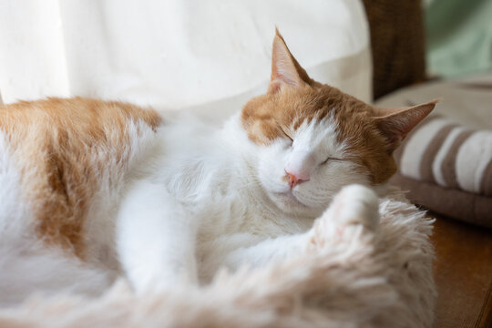 窓辺で眠る可愛い猫　茶トラ白