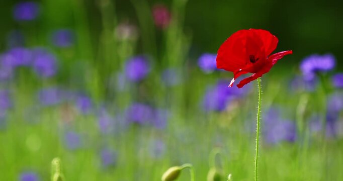 Red poppy flower swaying in a green summer meadow
