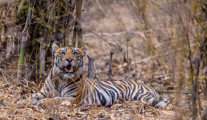 Fototapeta premium Tigress (Panthera tigris) in the forest of bandhavgarh tiger reserve.