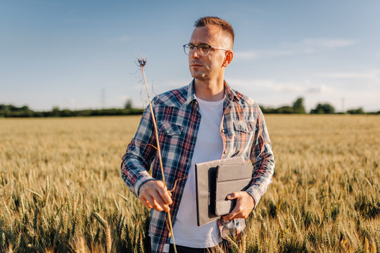 Farmer inspecting wheat field with tablet for smart agriculture