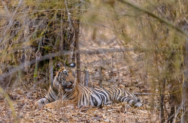 Fototapeta premium Tigress (Panthera tigris) in the forest of bandhavgarh tiger reserve.