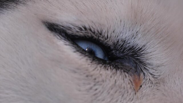 Husky dog ​​eye close up