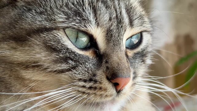 Tabby cat feline close up portrait showing vibrant green eyes and soft fur texture for pet animal concept and veterinary care b-roll