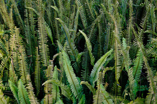 Wild Green Fern Leaves Growing in Natural Outdoor Forest Environment