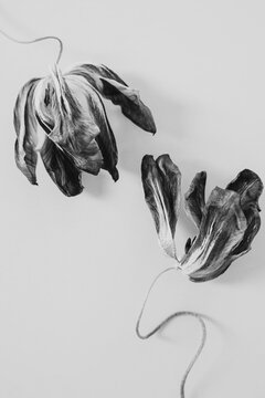 Artistic black and white floral composition. Tulip flowers with curved stems arranged in contemporary minimalist style
