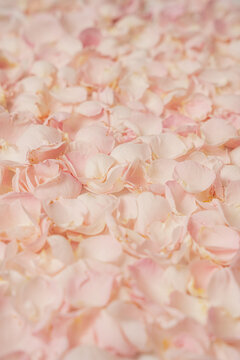 Delicate blush flower petals forming soft textured surface with natural organic pattern and romantic appeal