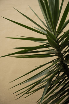 Close-Up of Green Spiky Plant Against Sand Background
