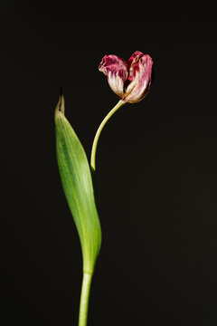 Elegant flower specimen with burgundy petals isolated on black background