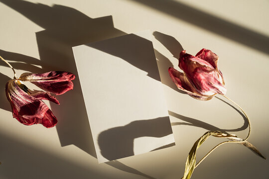 Red dried flower compositions with striking shadow details on paper card with mock up