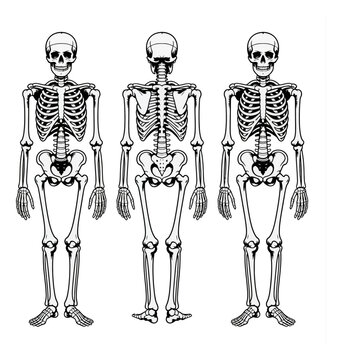 Anatomical of human skeletons showing front and back views