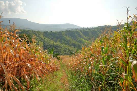 Cornfield Pathway with Mountain Vista: A narrow dirt path winds through a golden cornfield, leading towards a majestic mountain range shrouded in lush greenery under a clear, sunny sky.