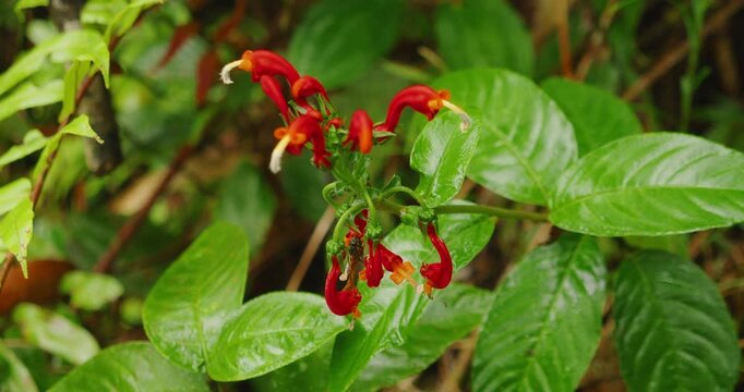 Closeup of bright red tropical flowers amidst large green leaves in a rainforest