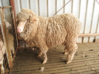 Thick-Wooled Sheep Standing in a Rustic Farm Pen © jackiecheng3