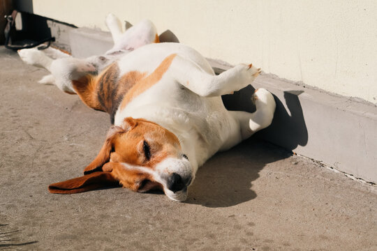 Funny Beagle dog lying flat on back outdoors on concrete surface enjoying warm sunlight near house wall