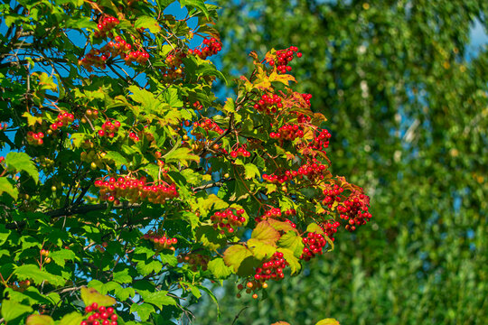 A guelder-rose branch with numerous clusters of bright red berries and green leaves, set against the backdrop of a sunny summer garden.