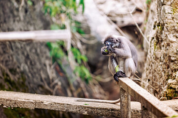 Dusky leaf monkey eating fresh green plant © Pawich Sattalerd