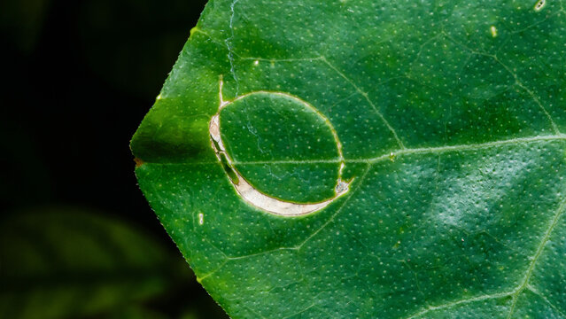 Green leaf showing leaf miner pest damage