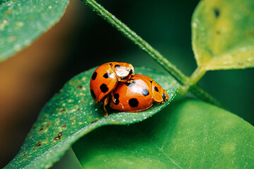Ladybugs reproducing on vibrant green leaf © Pawich Sattalerd